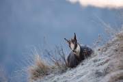 2008-12-08_Chamois_2941