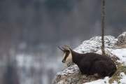 2008-12-17_Chamois_3073