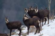 2008-12-17_Chamois_3076