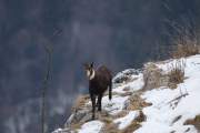 2008-12-17_Chamois_3080