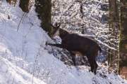 2009-02-18_Chamois_5578