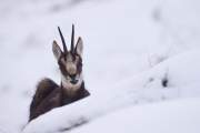 2009-02-18_Chamois_5901