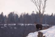 2009-02-18_Chamois_5936