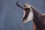 2009-02-18_Chamois_5986