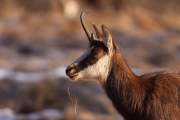 2009-02-28_Chamois_6029