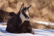 2009-02-28_Chamois_6126