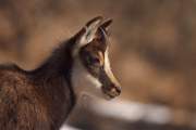 2009-02-28_Chamois_6191