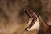 2009-02-28_Chamois_6211