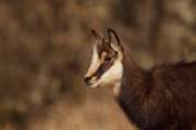 2009-02-28_Chamois_6213