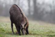 2009-04-04_Chamois_6786