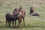 2009-04-04_Chamois_6795