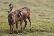 2009-04-04_Chamois_6801