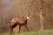 2009-04-04_Chamois_6822