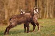 2009-04-04_Chamois_6862