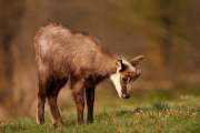 2009-04-04_Chamois_6878