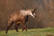 2009-04-04_Chamois_9794