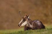 2009-04-04_Chamois_9798