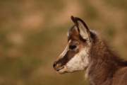 2009-04-04_Chamois_9851