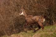 2009-04-04_Chamois_9860