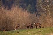 2009-04-04_Chamois_9861