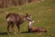 2009-04-04_Chamois_9889