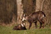 2009-04-04_Chamois_9892