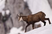 2009-04-09_Chamois_0095