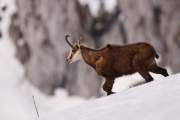 2009-04-09_Chamois_0115