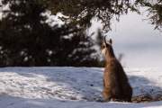 2009-04-09_Chamois_0130
