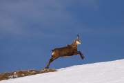 2009-04-09_Chamois_0177