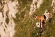 2009-07-30_Chamois_7063