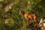 2009-07-30_Chamois_7107