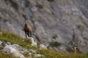 2009-08-28_Chamois_7862