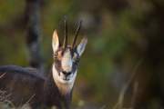 2009-10-24_Chamois_2001