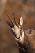 2009-11-05_Chamois_2564