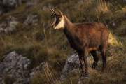 2009-11-28_Chamois_7480