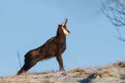 2010-01-19_Chamois_0138