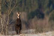 2010-01-19_Chamois_0191