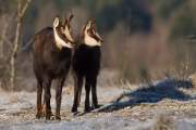 2010-01-19_Chamois_0198