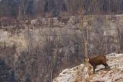 2010-03-12_Chamois_9459