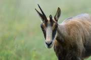 2010-08-06_Chamois_5467