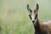 2010-08-06_Chamois_5473