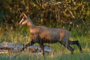 2010-08-06_Chamois_5502