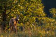 2010-08-06_Chamois_5536