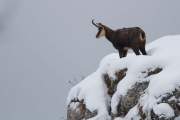 2010-12-04_Chamois_1378