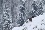 2010-12-04_Chamois_1401