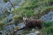 2011-04-22_Chamois_5608