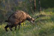 2011-04-22_Chamois_5653