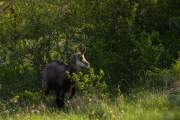 2011-04-22_Chamois_5706