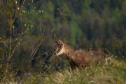 2011-04-22_Chamois_5723